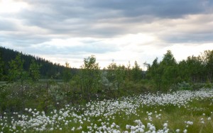 spel, teater, femund engerdal, trysil, skuespiller, kopparleden , sponsor